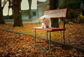 собака, щенок, акита-ину, осень, скамейка, листья