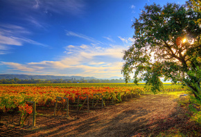 , , , Healdsburg Wine Tour, , 