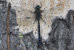 dragonfly, beetle, close-up