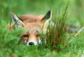 ����, ����� ����, ������