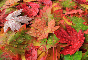 осень, листья, макро, опавшие листья, кленовые листья, капли, после дождя