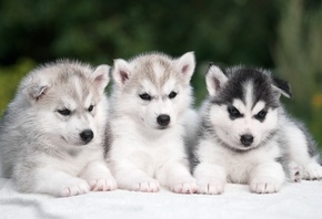 �����, �������, ����