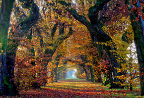 Осень, Деревья, Листья, Ствол дерева, Аллея, Природа