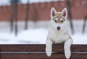 �����, ������, ����, �������