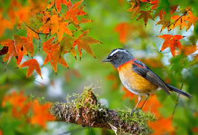  , , , Collared Bush-Robin, , FuYi Chen,  ...