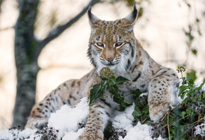 Рысь, хищник, Tambako The Jaguar, Снег