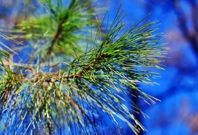 , , , pine