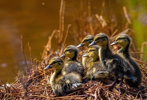 �������, �����, �����