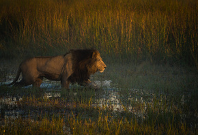 �������, ���, �����, �������