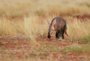 rycteropus, afer, �����, ��������