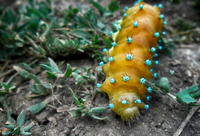 ��������, �����, �����