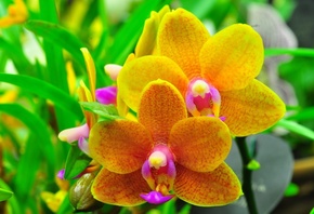 Орхидеи, Цветы