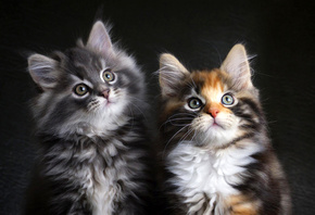 Кошки, Котята, Двое, Взгляд