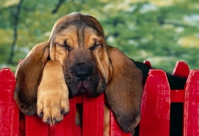 ������, �����, ����