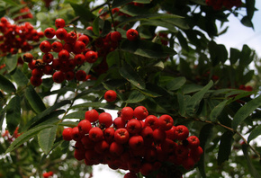 tree, berries, autumn