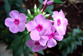 �����, ������