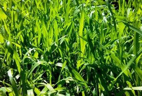 �����, ������