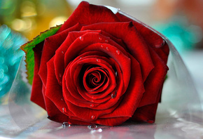 ����, ������, �������