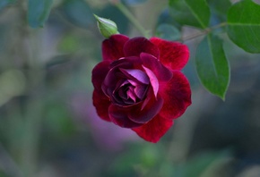 ������, ����, �����