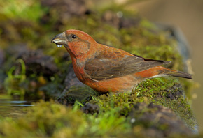 �����, Loxia, scotica, ���, �����