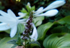 ����, ������