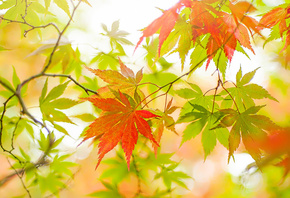 осень, ветка, клен, дерево, японский клен, листья, свет