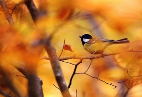 , , Great Tit, 