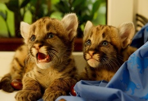 ����, ��������, ����