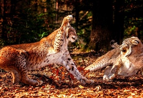 ����, �����, ������, �����