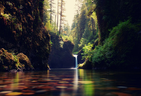 вода, лес, ручей, природа