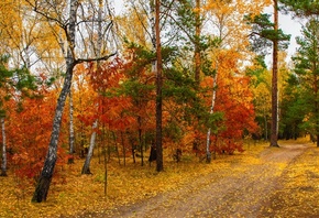 осень, лес, деревья, фотограф, Михаил Шерман, осенний лес, березы, сосны, д ...
