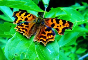 �������, ������, ������