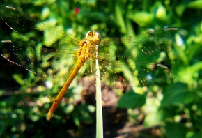 ��������, ���������