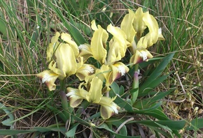 ��� ������, �������, ����, ������, ��������