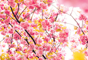 cherry, �����, ��������