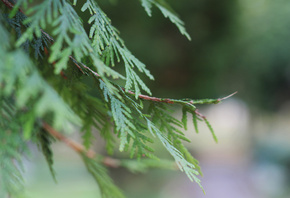 , , , , , , , , , , , , , , , , , , Nature, Autumn, Macro, trees, Thuja needles, Bokeh, Background