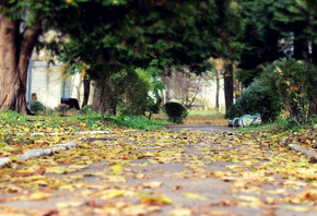 , , , , Nature, Autumn, Leaves, Leaf, Background, , , , , , , , , 