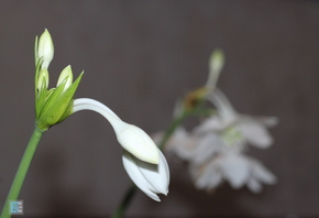 , , , ѳ, Flowers, Background, Bokeh, Gray, Macro, Plant,  ...