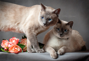 Тайский кот, глаза, кот, тайская кошка, кошка, серый фон