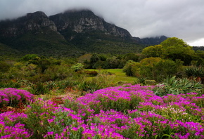 , , , Kirstenbosch, Botanic, 