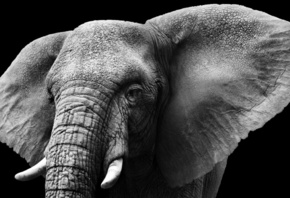 ivory, tusks, ears, elephant, 