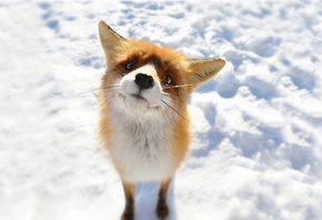 ����, ����, ����, ����, �������, ������