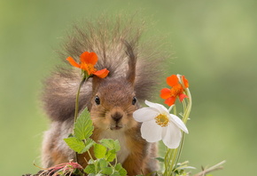 �����, �����, �������