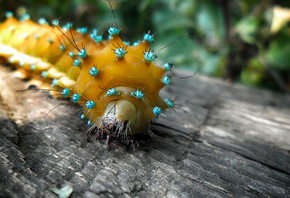 ��������, �����, �����