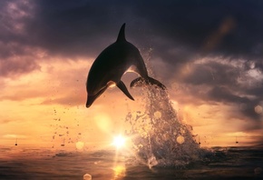 дельфин, море, вода, брызги, красиво