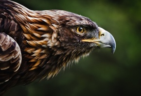 ����� ����, ����