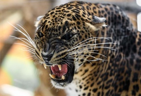 Леопард, кошка, хищник, злость, красиво