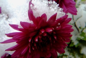хризантемы, осенние, цветы, в снегу