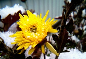 хризантемы, осенние, цветы, желтые, в снегу