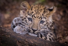 �������, ������, ��������